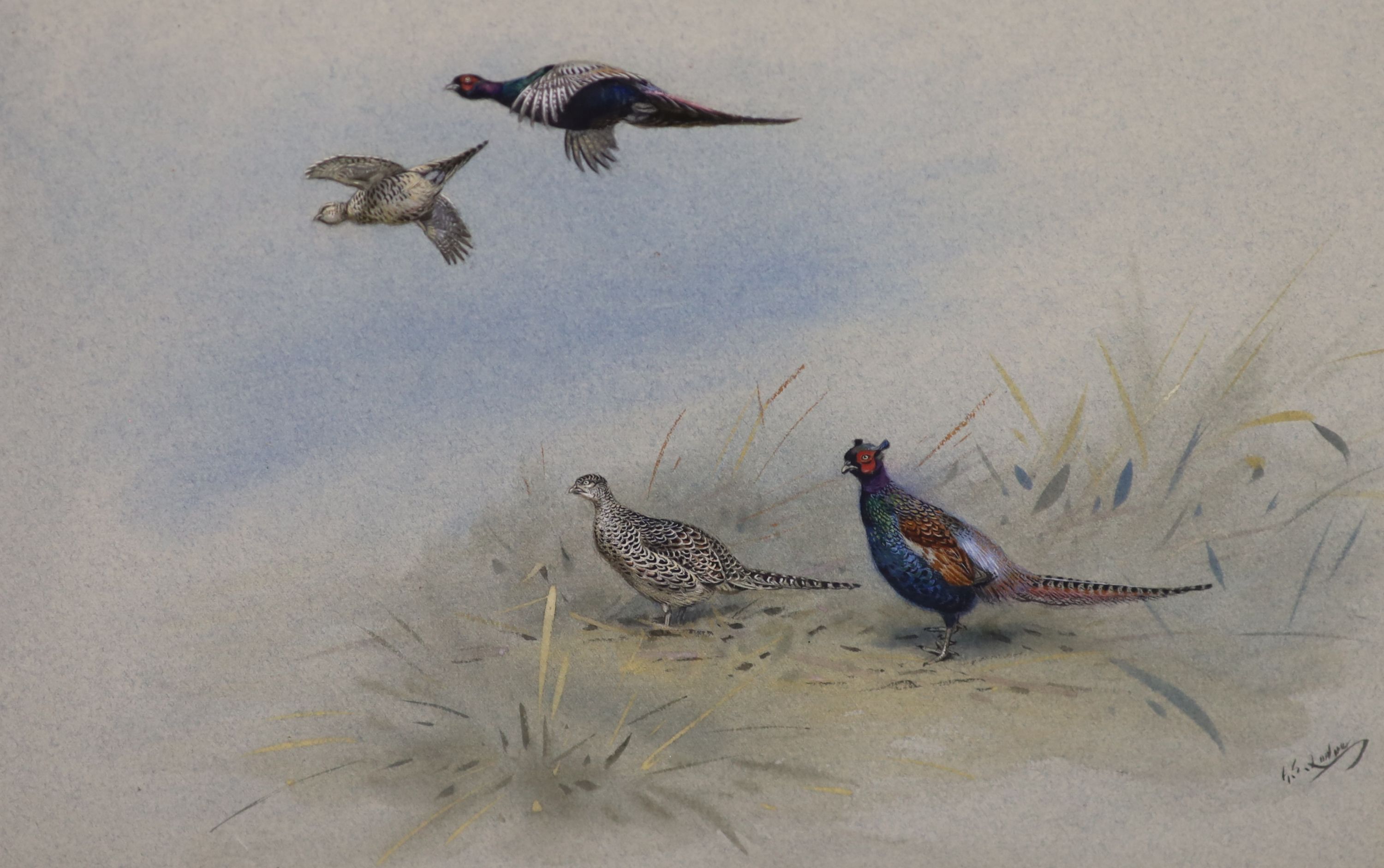 George Edward Lodge (1860-1954) Mongolian Pheasants 24 x 35.5cm